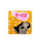 日本わんこのゆる～い愛のコトダマ日常編③（個別スタンプ：17）