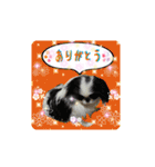 日本わんこのゆる～い愛のコトダマ日常編③（個別スタンプ：19）