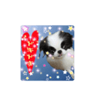 日本わんこのゆる～い愛のコトダマ日常編③（個別スタンプ：23）
