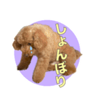 といぷーどる1（個別スタンプ：4）