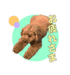 といぷーどる1（個別スタンプ：8）