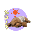 といぷーどる1（個別スタンプ：13）