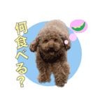 といぷーどる1（個別スタンプ：15）