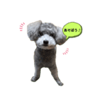 可愛いおじいさん犬アース（個別スタンプ：1）