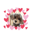 可愛いおじいさん犬アース（個別スタンプ：3）