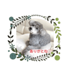 可愛いおじいさん犬アース（個別スタンプ：4）