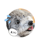 可愛いおじいさん犬アース（個別スタンプ：5）
