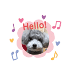 可愛いおじいさん犬アース（個別スタンプ：8）