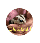 フェレット❤モモンガ（個別スタンプ：2）