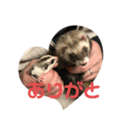 フェレット❤モモンガ（個別スタンプ：5）
