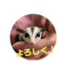フェレット❤モモンガ（個別スタンプ：9）