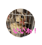 フェレット❤モモンガ（個別スタンプ：10）