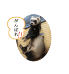 フェレット❤モモンガ（個別スタンプ：11）