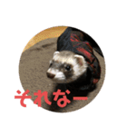 フェレット❤モモンガ（個別スタンプ：13）