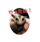 フェレット❤モモンガ（個別スタンプ：14）