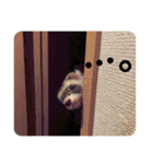 フェレット❤モモンガ（個別スタンプ：19）