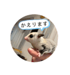 フェレット❤モモンガ（個別スタンプ：21）