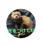 フェレット❤モモンガ（個別スタンプ：24）