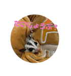 フェレット❤モモンガ（個別スタンプ：26）
