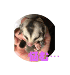 フェレット❤モモンガ（個別スタンプ：32）