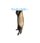 フェレット❤モモンガ（個別スタンプ：35）
