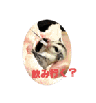 フェレット❤モモンガ（個別スタンプ：37）