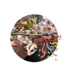 フェレット❤モモンガ（個別スタンプ：39）