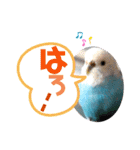 ♀こじろー4（個別スタンプ：1）