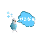 ♀こじろー4（個別スタンプ：15）