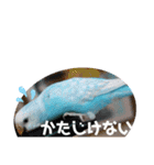 ♀こじろー4（個別スタンプ：22）