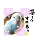 ♀こじろー4（個別スタンプ：24）