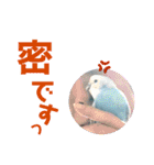 ♀こじろー4（個別スタンプ：25）