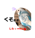 ♀こじろー4（個別スタンプ：31）