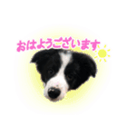 ボーダーコリーのラッキーハリー★（個別スタンプ：1）