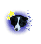 ボーダーコリーのラッキーハリー★（個別スタンプ：7）