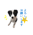 ボーダーコリーのラッキーハリー★（個別スタンプ：10）
