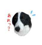 ボーダーコリーのラッキーハリー★（個別スタンプ：21）