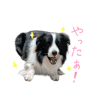 ボーダーコリーのラッキーハリー★（個別スタンプ：27）