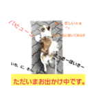 チワワ犬·ハッピーの日常（個別スタンプ：1）