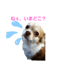 チワワ犬·ハッピーの日常（個別スタンプ：2）
