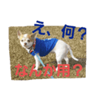 チワワ犬·ハッピーの日常（個別スタンプ：3）