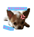 チワワ犬·ハッピーの日常（個別スタンプ：4）