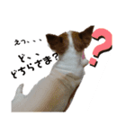 チワワ犬·ハッピーの日常（個別スタンプ：5）
