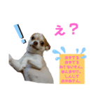 チワワ犬·ハッピーの日常（個別スタンプ：6）