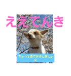 チワワ犬·ハッピーの日常（個別スタンプ：8）