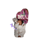 ひまりのスタンプ2 DX（個別スタンプ：16）