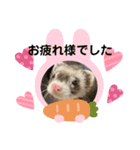 フェレットの桃花桜 3（個別スタンプ：5）