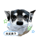 黒柴じゃんけんの日常（個別スタンプ：14）