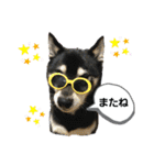 黒柴じゃんけんの日常（個別スタンプ：18）