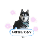 黒柴じゃんけんの日常（個別スタンプ：19）
